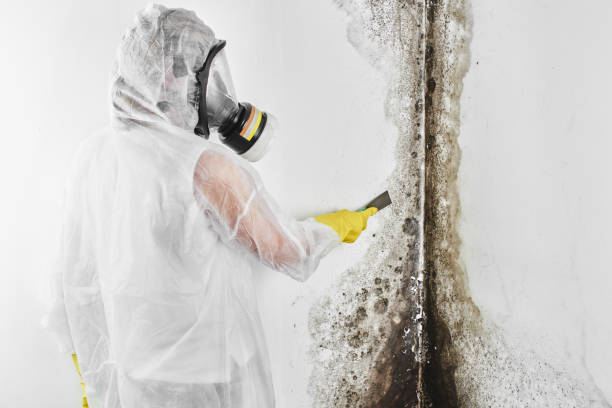 Best Certified Mold Removal  in Piney Green, NC